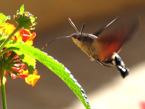 hummingbird-hawk-moth.jpg